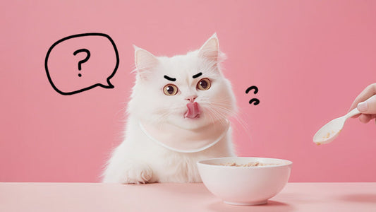 A cat being spoon-fed (assisted feeding) a meal. Cats with kidney disease may lose their appetite and refuse to eat. By Greycoat Research.