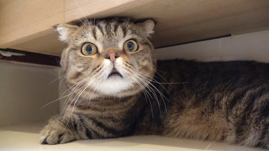 A New Solution to Manage Anemia in Kidney Cats: Melatonin