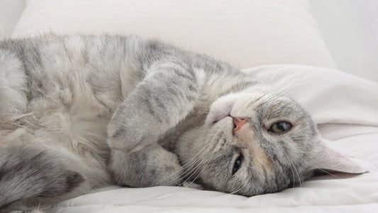 3 Potentially Life-threatening Vitamins for Cats with Stage 3 Kidney Disease