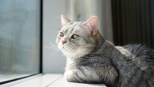 TT’s 7-Year Journey with Stage 2 CKD – A Story of Patience and Daily Care