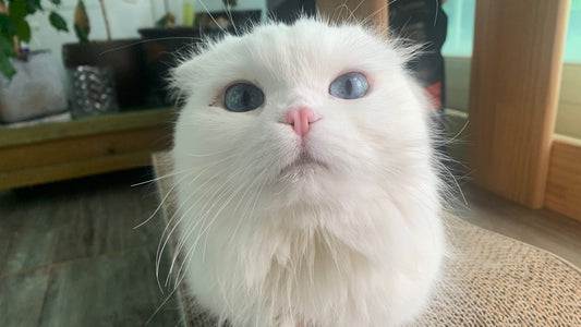 Dolphin’s PKD Care – Finding Steady Energy