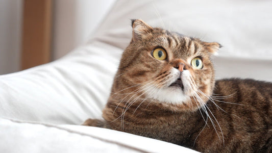 Uremic toxin binder for Cats: After Meals or Between Meals?