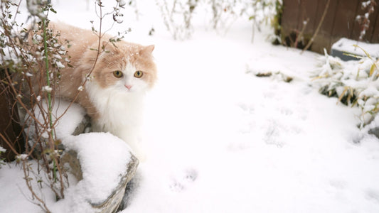 2 Things to Focus on for Cold-Weather CKD Care in Cats