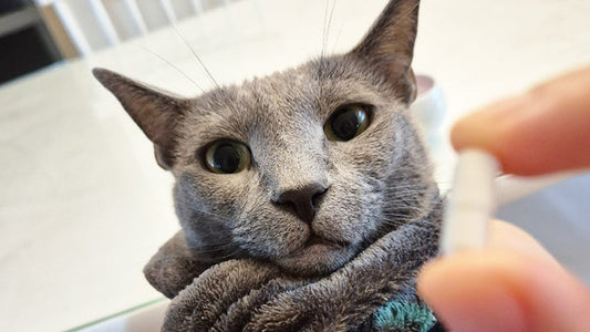 (Myeotsi) 9-Year-Old Russian Blue Enjoys Greatly Stabilized Kidney Values and Energy with AIM Care