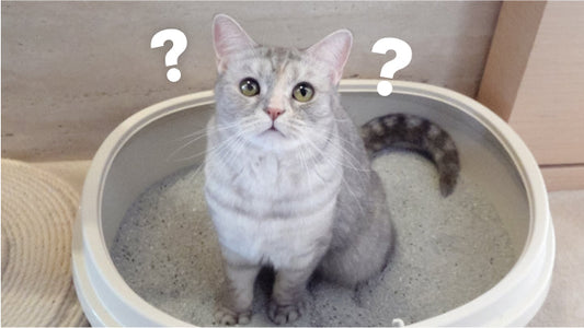 Are Probiotics Missing from Your CKD Cat’s Care Routine?