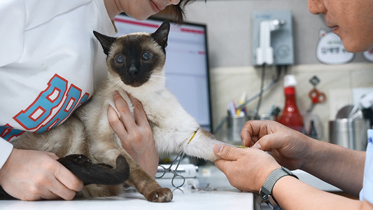 One Thing You Shouldn’t Miss in Your Cat’s CKD Bloodwork