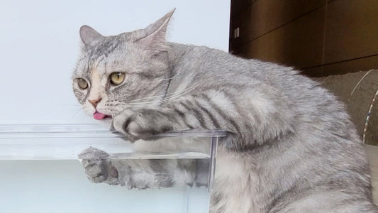 Can drinking more water prevent CKD in cats?