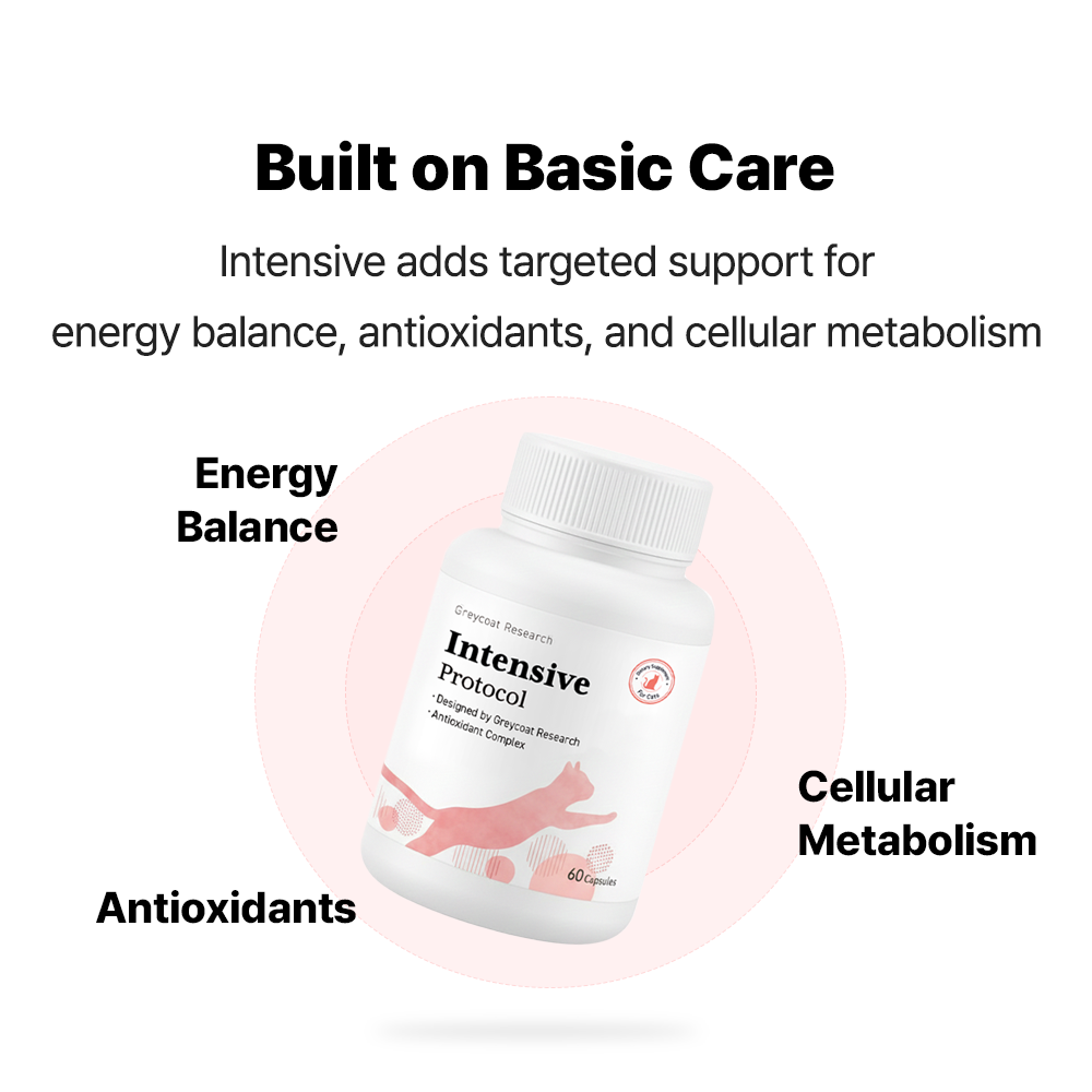 インテンシブプロトコル