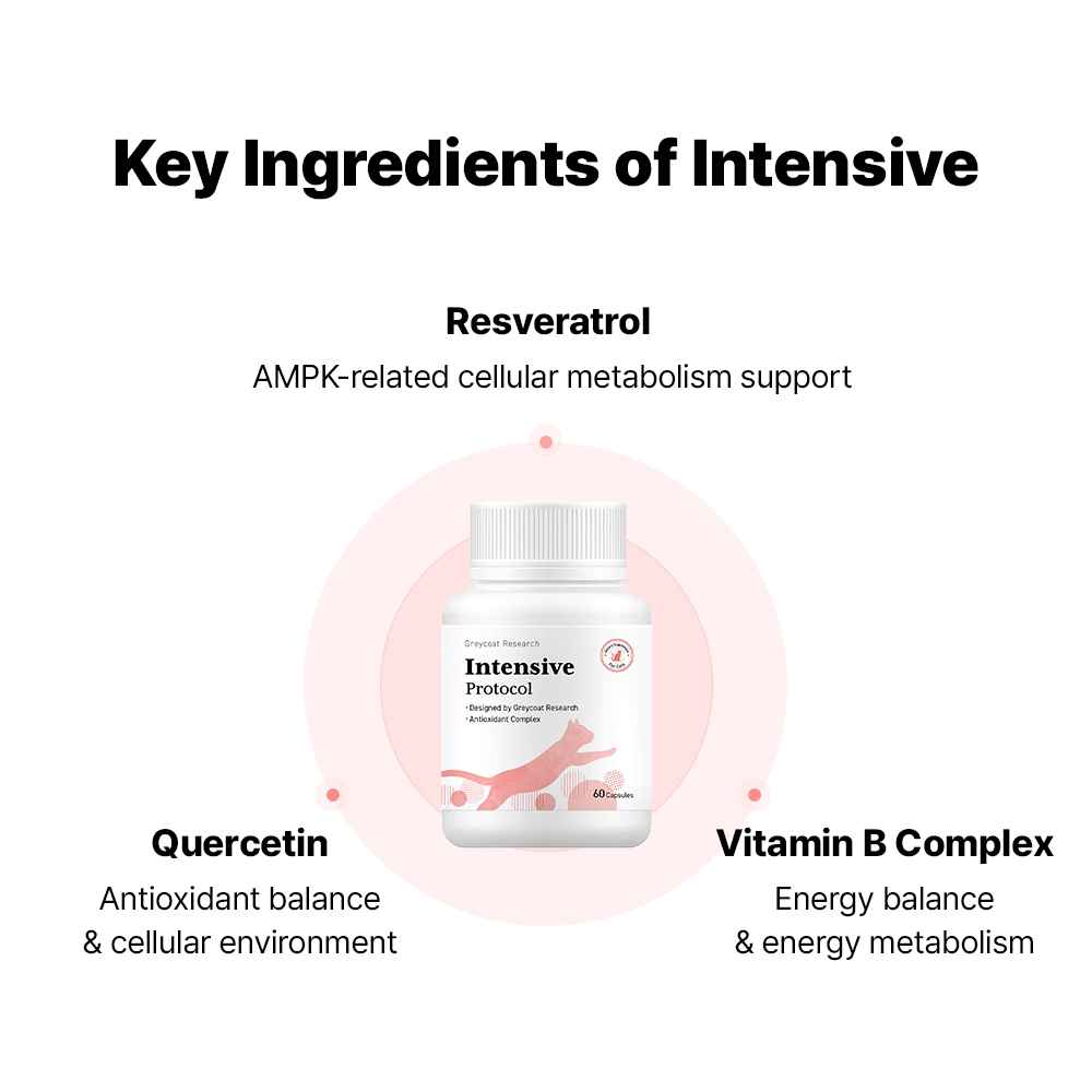 インテンシブプロトコル