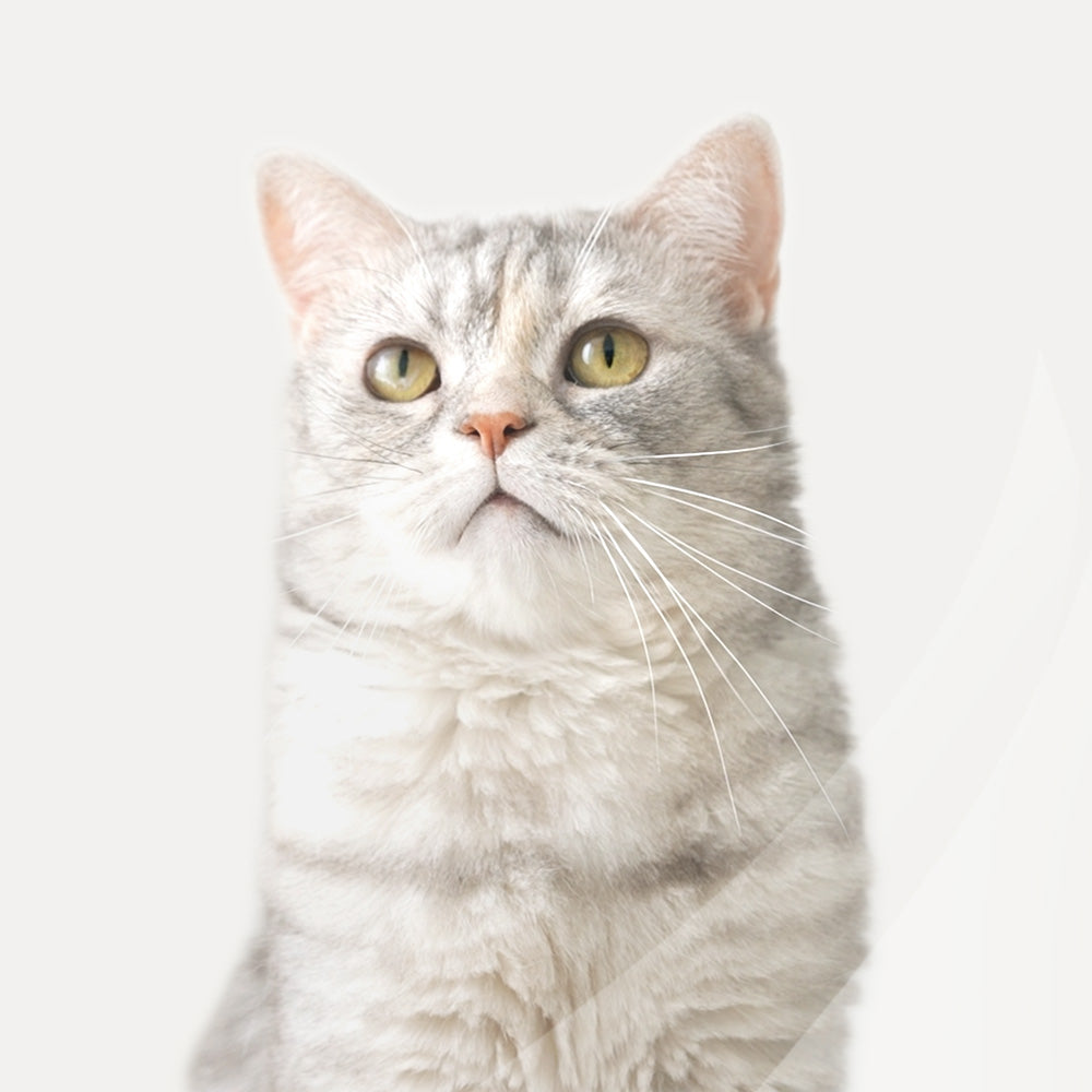 고양이와 보호자