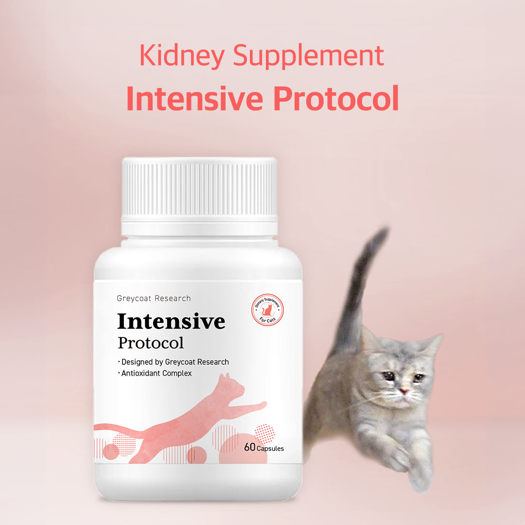 Feline kidney care supplement with antioxidants and immune-boosting ingredients