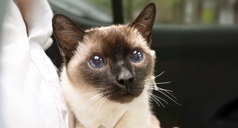 General, a Siamese cat with stage 4 kidney disease, outlived a 7-day prognosis and lived for 10 more months with dedicated care